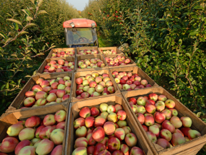 APPLE-HARVEST