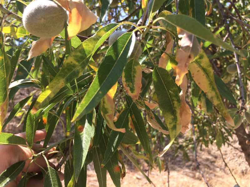 XYLELLA-FASTIDIOSA