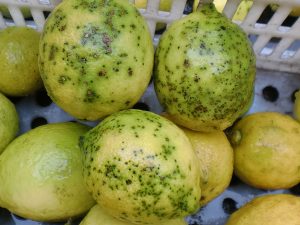 mancha_negra_limones
