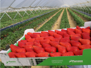 PLANASA-BERRIES