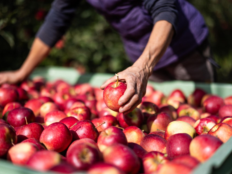 VOG-ORGANIC-APPLES