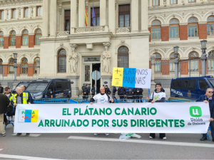 PLÁTANO-DE-CANARIAS
