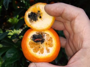 FALSA-POLILLA-NARANJAS-SUDÁFRICA