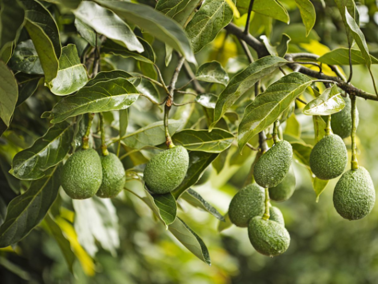 AGUACATE-FRUIT-ATTRACTION