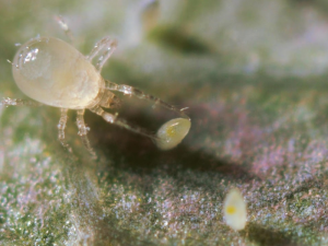 Amblydromalus-limonicus-KOPPERT
