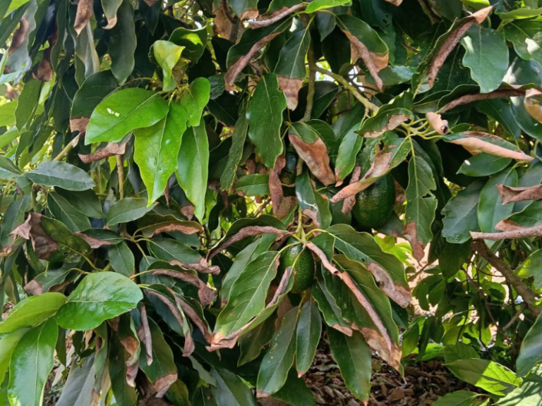 PLANCHADO-AGUACATE