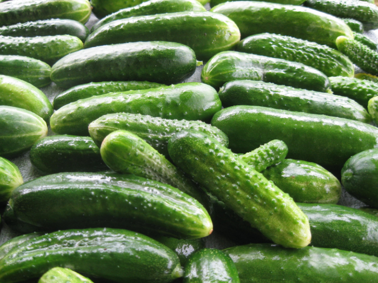 PEPINO-ALMERÍA
