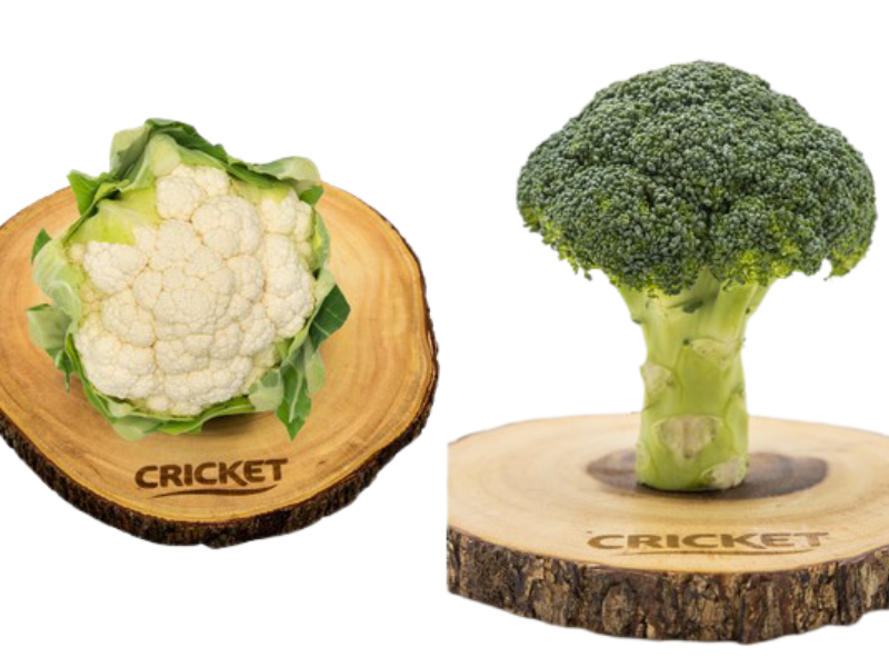 CRICKET-BRÁSICAS