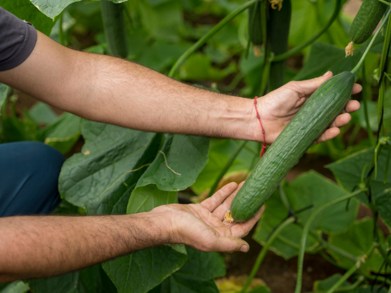 BAYER-SEMINIS