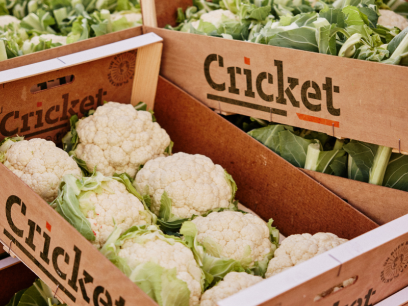 CRICKET-CAMPO-DE-LORCA