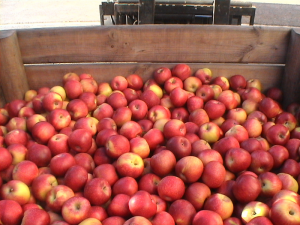 MANZANA