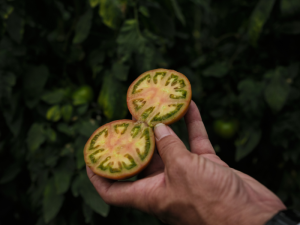TOMATE-JAPI