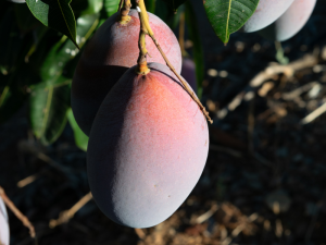 MANGO-MONTOSA