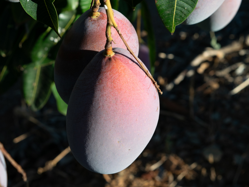 MANGO-MONTOSA