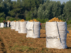 PATATAS-MELÉNDEZ