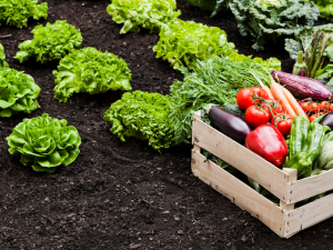 AGRICULTURA