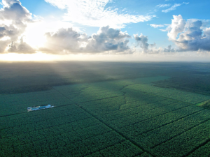REGENERATIVE-AGRICULTURE-FYFFES-BANANA