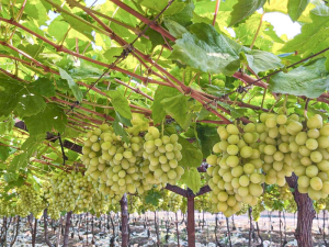 UVA-SHINE-MUSCAT