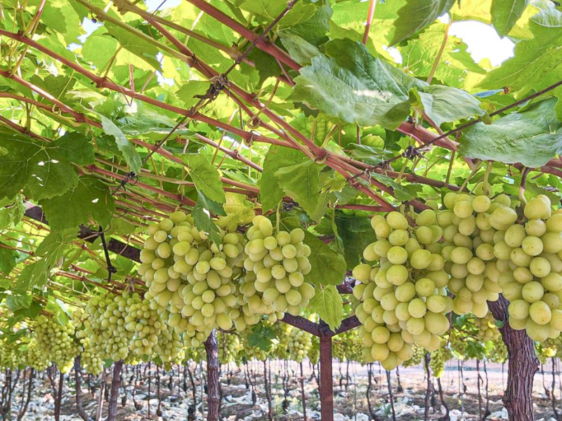 UVA-SHINE-MUSCAT