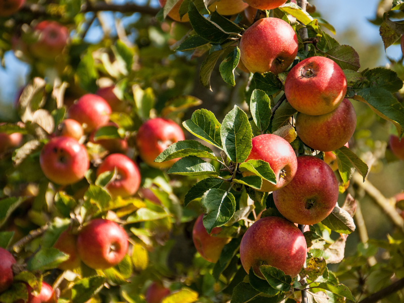 APPLE-GLOBAL-INDUSTRY