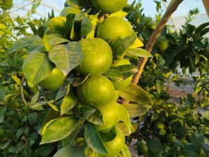 mandarinas_valencia