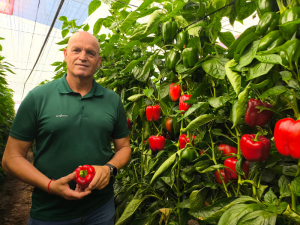 SYNGENTA-PIMIENTO
