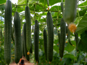 PEPINO-CAPGEN-SEEDS