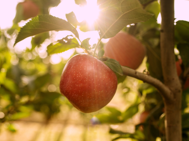 venturefruit-tutti-apple