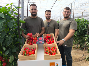 KWS-VEGETABLES-PIMIENTO-CALIFORNIA