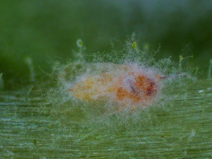 MYCOTAL-KOPPERT