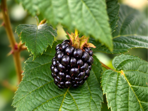 BERRIUM-BERRIES