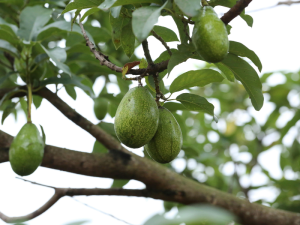 MOROCCAN-AVOCADO-SUMMIT