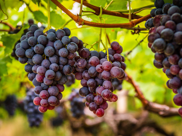 INDIAN-GRAPES