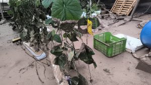 DAÑOS ADAMA_4