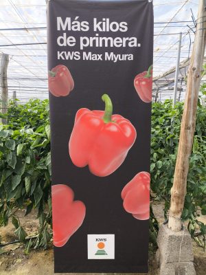 KWS-VEGETABLES-PIMIENTO-CALIFORNIA