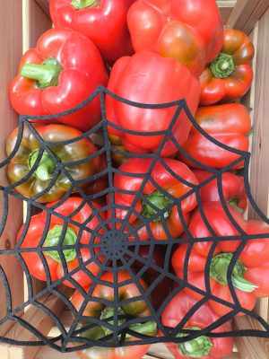 HM.CLAUSE-PIMIENTO