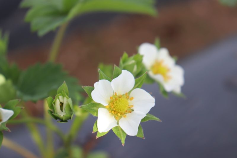 PlusBerries_campana_fresa_4